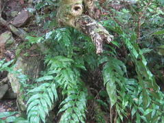 Asplenium gemmiferum