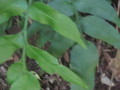 Asplenium gemmiferum