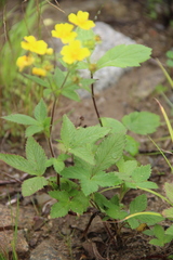 Potentilla cryptotaeniae