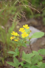 Potentilla cryptotaeniae
