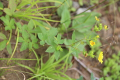 Potentilla cryptotaeniae