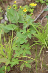 Potentilla cryptotaeniae