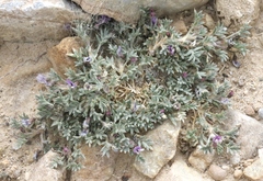 Astragalus kentrophyta tegetarius