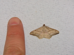 Ophiusini