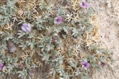 Astragalus kentrophyta tegetarius