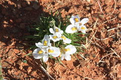 Moraea falcifolia