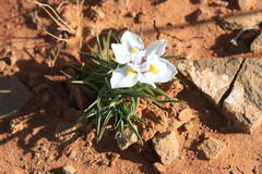 Moraea falcifolia