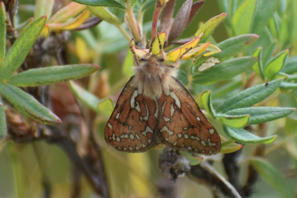 Gazoryctra confusus