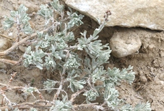 Artemisia rothrockii