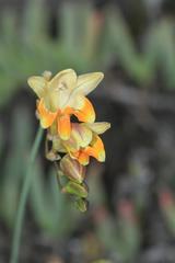 Freesia refracta