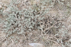 Artemisia rothrockii