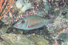 Lethrinus erythropterus