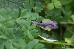 Corydalis pauciflora