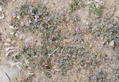 Astragalus kentrophyta tegetarius