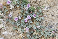 Astragalus kentrophyta tegetarius