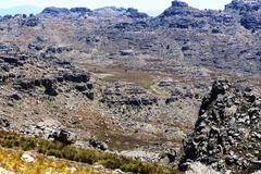 Widdringtonia wallichii