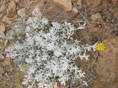 Berkheya cuneata