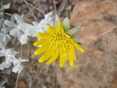 Berkheya cuneata