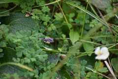 Corydalis pauciflora