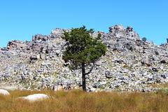 Widdringtonia wallichii