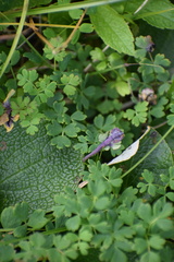 Corydalis pauciflora