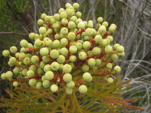 Berzelia intermedia (Berzelia intermedia)