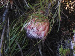 Protea pudens