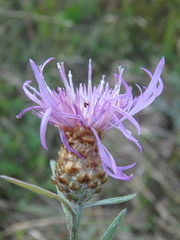 Centaurea jacea substituta