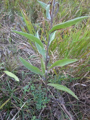 Centaurea jacea substituta