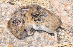 Guenther's Vole photo 3