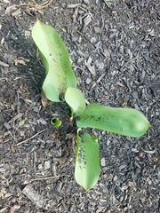 Tulipa