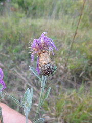 Centaurea jacea substituta
