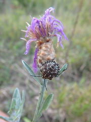 Centaurea jacea substituta