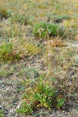 Gypsophila altissima