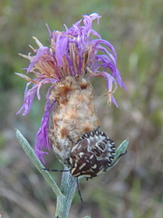 Centaurea jacea substituta