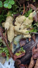 Trichoderma citrinum