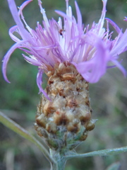 Centaurea jacea substituta