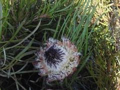 Protea pudens