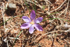 Syringodea longituba
