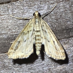 Parapoynx allionealis