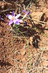 Syringodea longituba