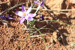 Syringodea longituba