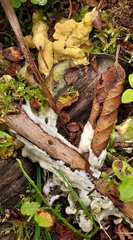 Trichoderma citrinum