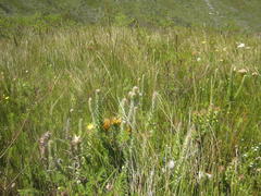 Mimetes pauciflorus