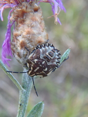 Carpocoris purpureipennis