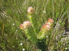 Mimetes pauciflorus
