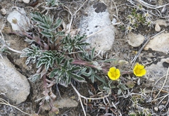 Potentilla morefieldii
