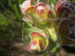 Mimetes pauciflorus