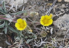 Potentilla morefieldii