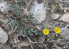 Potentilla morefieldii